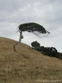 The Tree - Xena Film Location